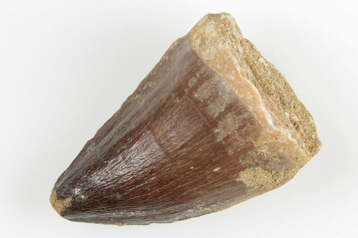 Fossil Mosasaur (Prognathodon) Tooth - Morocco #201050